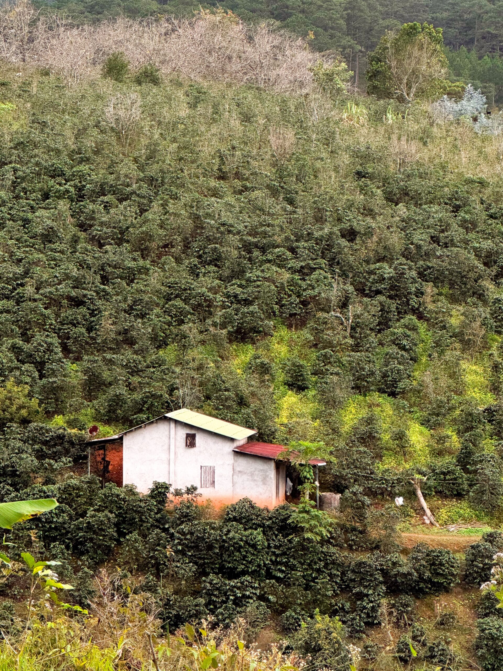 Coffee Farm