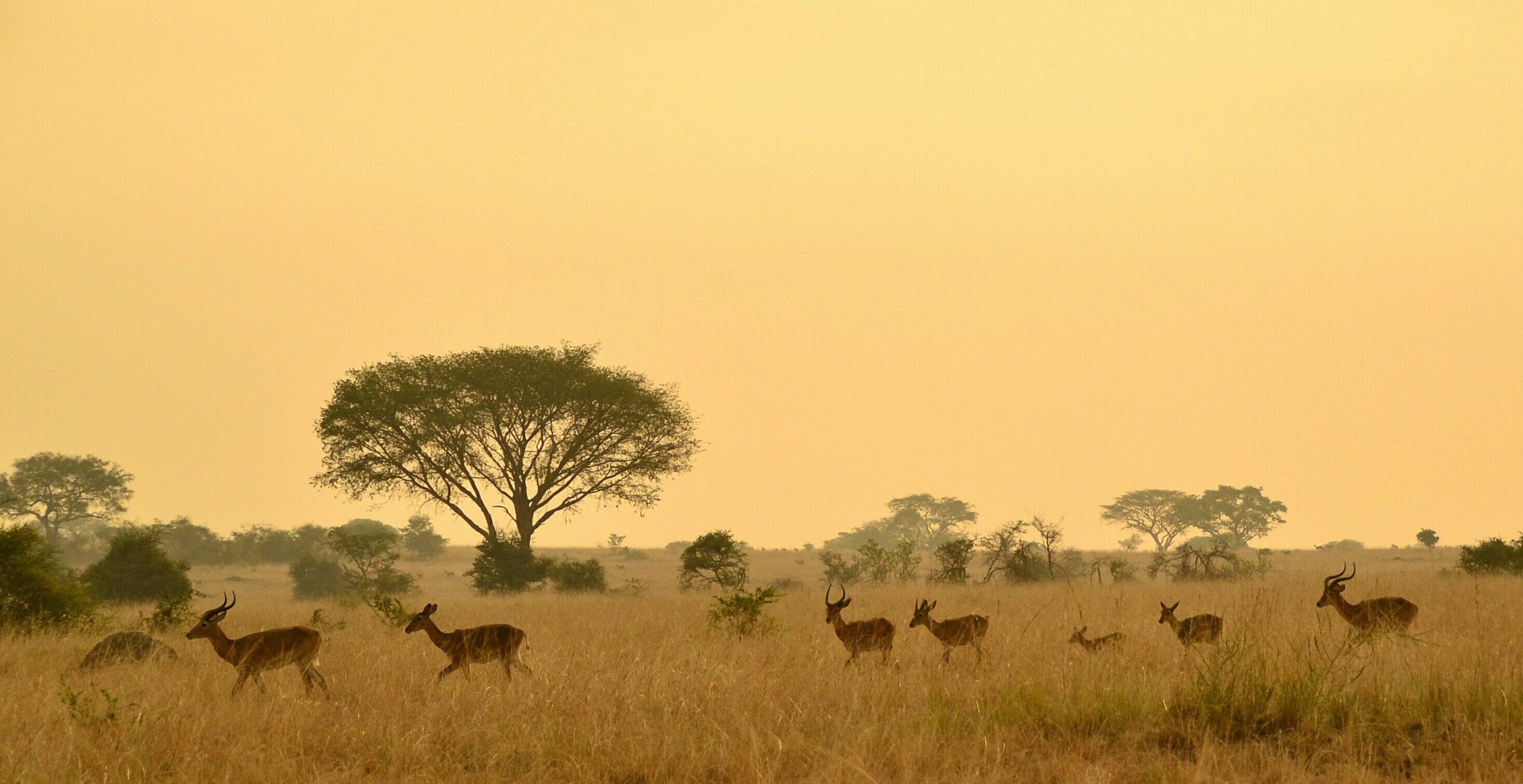Serengeti Safari Reserve