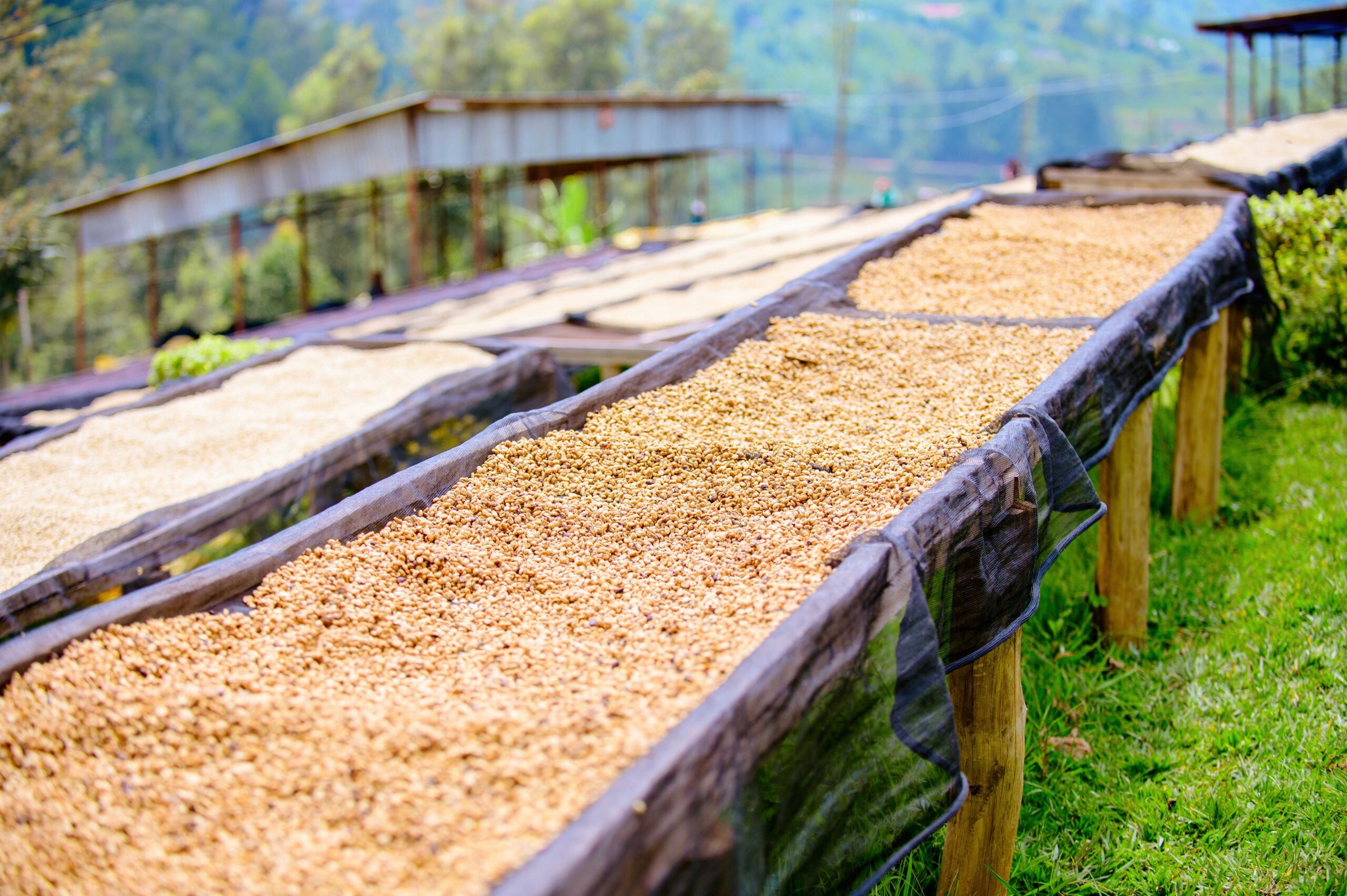 Coffee Farm