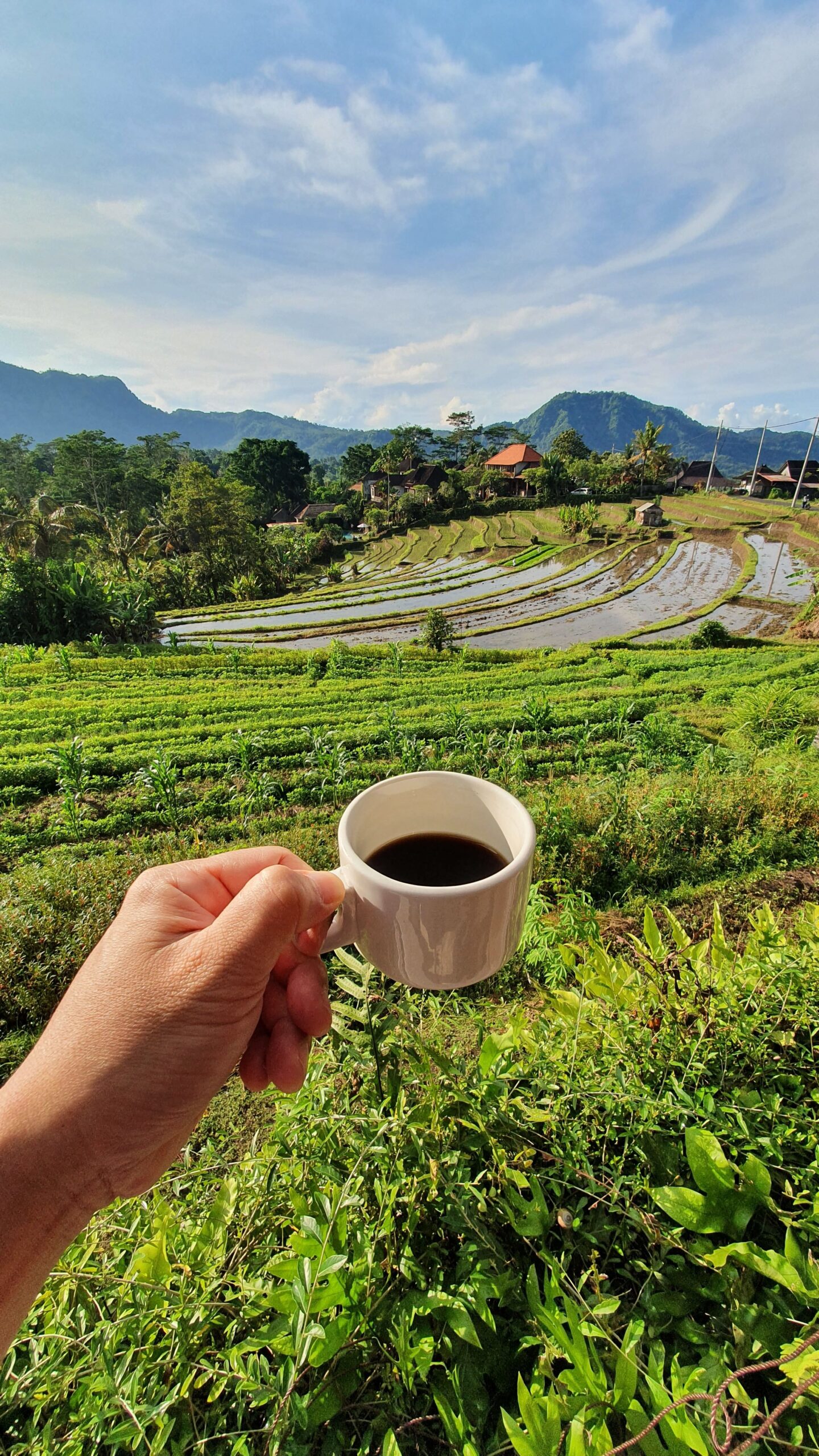 Coffee Farm