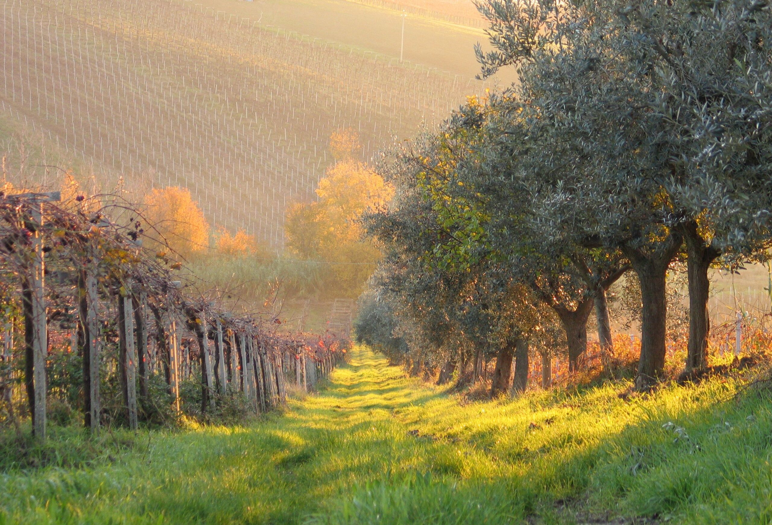 Tuscany Vineyard Estate