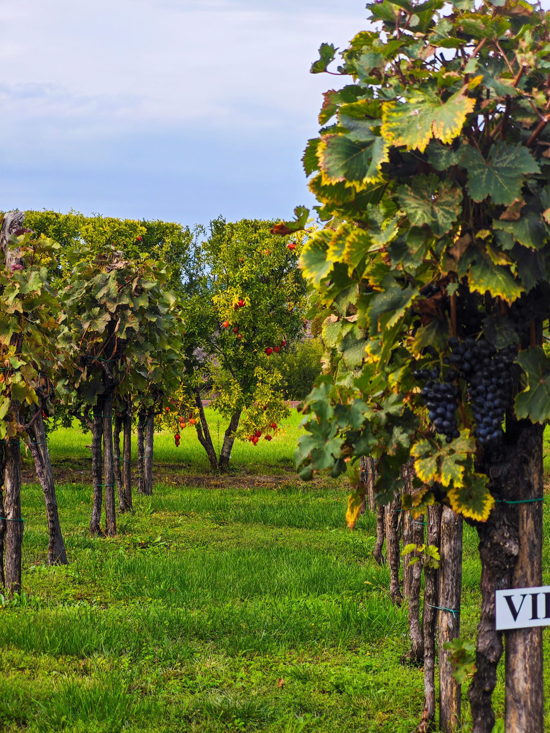 Tuscany Vineyard Estate